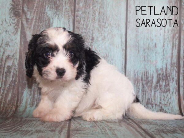 Havalier-DOG-Female-TRI-25199-Dream Tails Sarasota, Florida