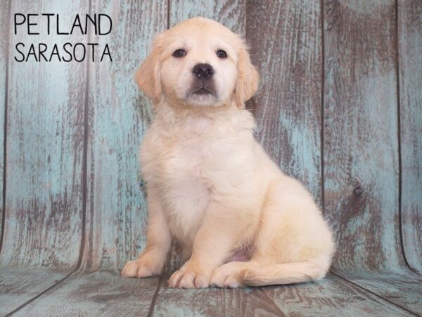 Golden Retriever-DOG-Male-Light Golden-25210-Dream Tails Sarasota, Florida