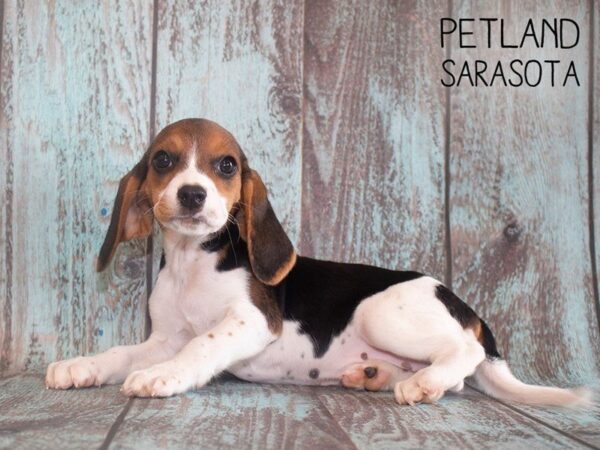 Beagle-DOG-Female-Black White / Tan-25201-Dream Tails Sarasota, Florida