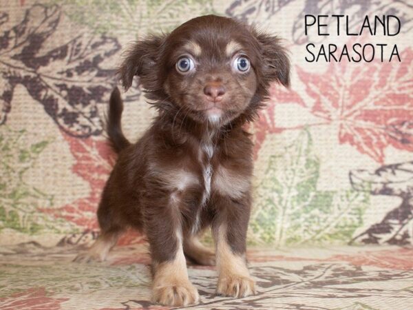 Chihuahua-DOG-Female-CHOC TAN-25222-Dream Tails Sarasota, Florida