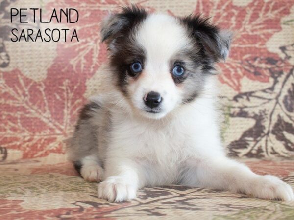 Toy Australian Shepherd-DOG-Female-BLUE MERLE-25218-Dream Tails Sarasota, Florida