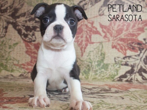 Boston Terrier-DOG-Male-black wh-25216-Dream Tails Sarasota, Florida
