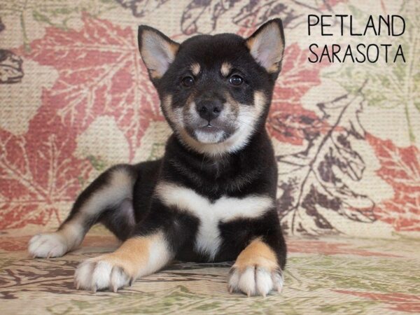 Shiba Inu-DOG-Male-BLK TAN-25215-Dream Tails Sarasota, Florida