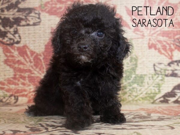 Miniature Poodle-DOG-Male-BLACK-25214-Dream Tails Sarasota, Florida