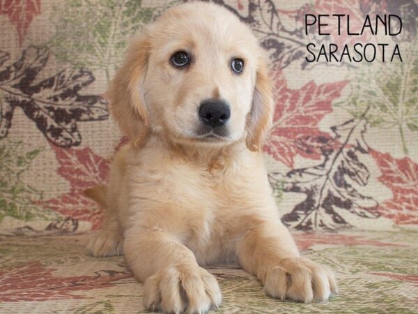 Golden Retriever-DOG-Male-Golden-25213-Dream Tails Sarasota, Florida