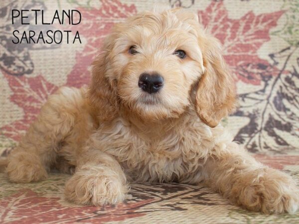 Goldendoodle-DOG-Male-Golden-25212-Dream Tails Sarasota, Florida
