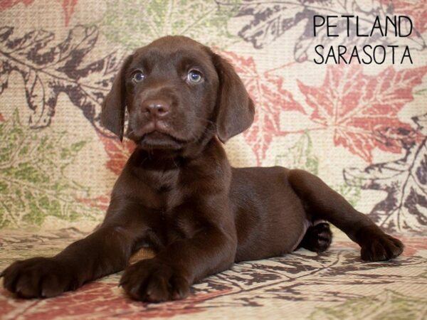 Labrador Retriever-DOG-Male-Chocolate-25211-Dream Tails Sarasota, Florida