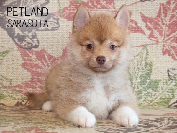 Pomsky-DOG-Female-Orange Sable-25209-Dream Tails Sarasota, Florida