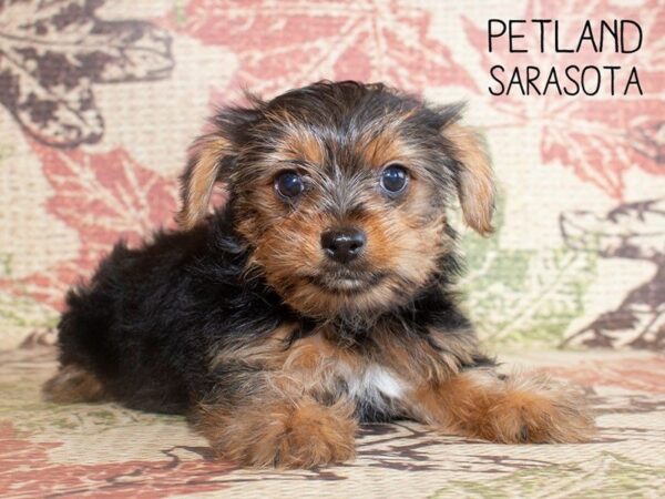 Yorkshire Terrier-DOG-Female-Black / Tan-25207-Dream Tails Sarasota, Florida