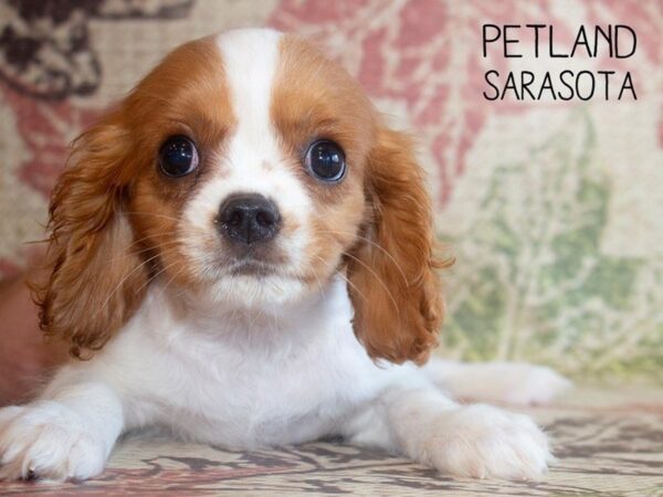 Cavalier King Charles Spaniel-DOG-Male-Blenheim-25204-Dream Tails Sarasota, Florida