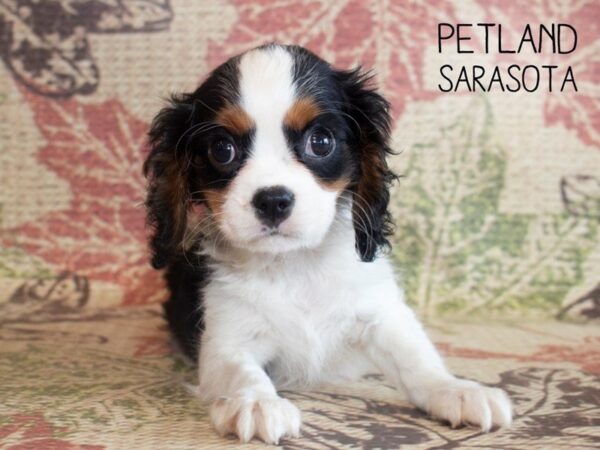 Cavalier King Charles Spaniel-DOG-Male-TRI-25196-Dream Tails Sarasota, Florida