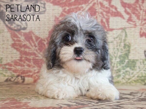 Cavapoo-DOG-Female-BLUE MERLE PARTI-25194-Dream Tails Sarasota, Florida