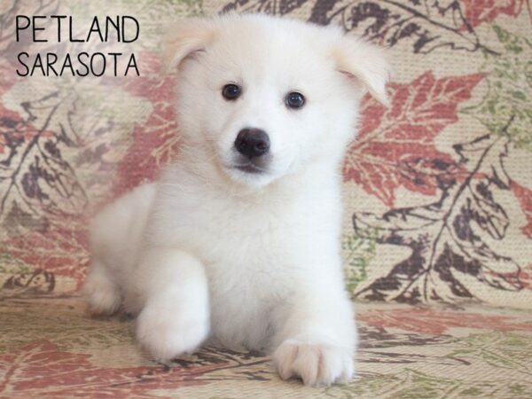 Pomsky-DOG-Male-white-25189-Dream Tails Sarasota, Florida