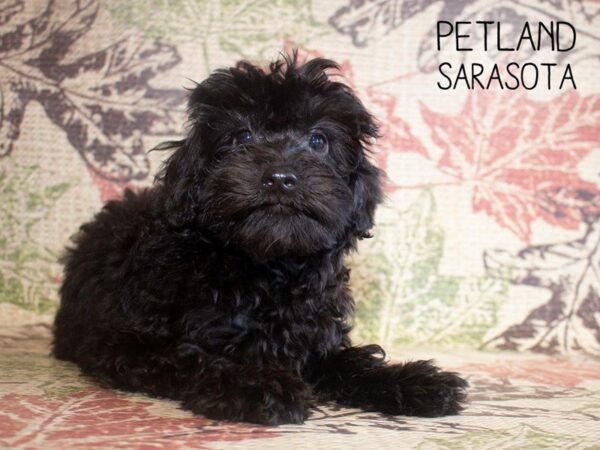 Morkie-DOG-Female-Black-25171-Dream Tails Sarasota, Florida
