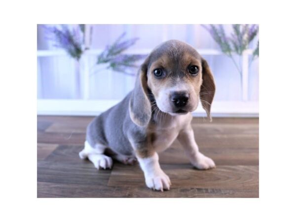 Beagle-DOG-Female-Blue White / Tan-25227-Dream Tails Sarasota, Florida