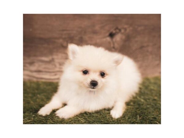 Pomeranian-DOG-Male-Cream-25231-Dream Tails Sarasota, Florida