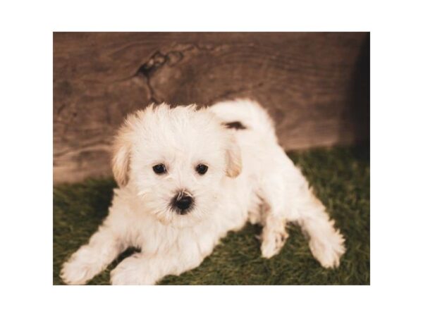Bichonpoo-DOG-Female-Cream-25238-Dream Tails Sarasota, Florida