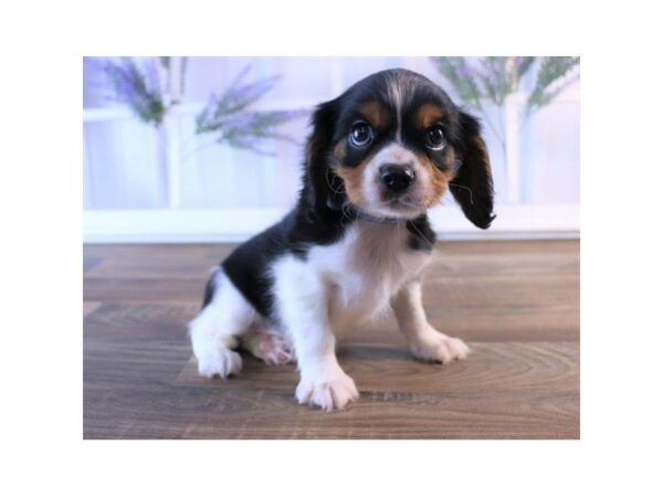 Cavalier King Charles Spaniel-DOG-Male-Black White / Tan-25228-Dream Tails Sarasota, Florida