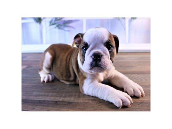 English Bulldog-DOG-Female-Red-25224-Dream Tails Sarasota, Florida