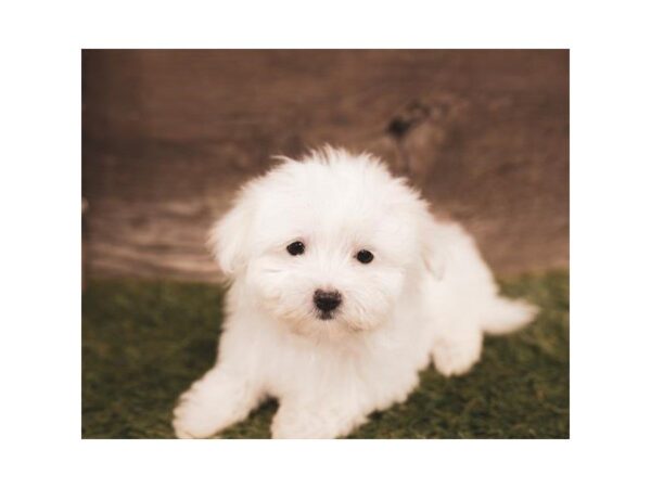 Maltese-DOG-Male-White-25229-Dream Tails Sarasota, Florida