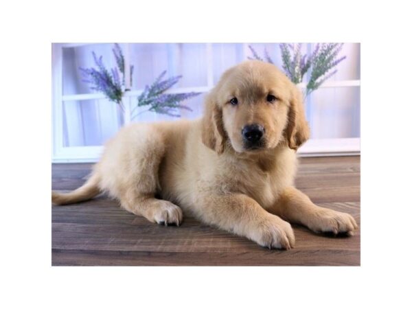 Golden Retriever-DOG-Male-Golden-25234-Dream Tails Sarasota, Florida