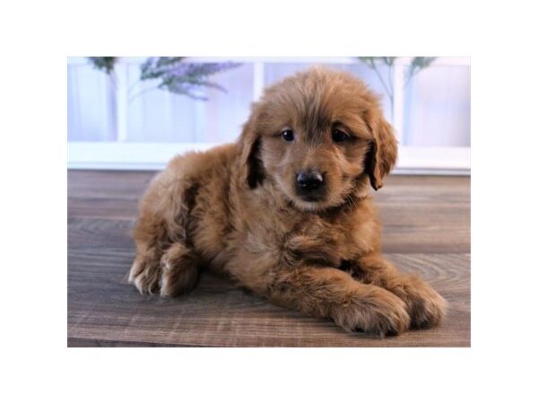Miniature Goldendoodle-DOG-Female-Red-25239-Dream Tails Sarasota, Florida