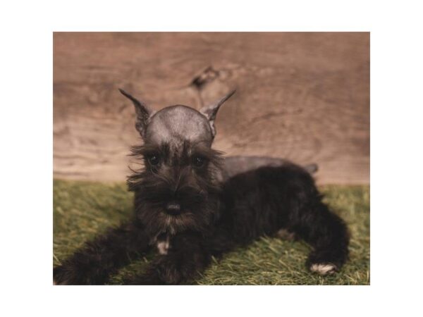 Miniature Schnauzer-DOG-Male-Black-25230-Dream Tails Sarasota, Florida