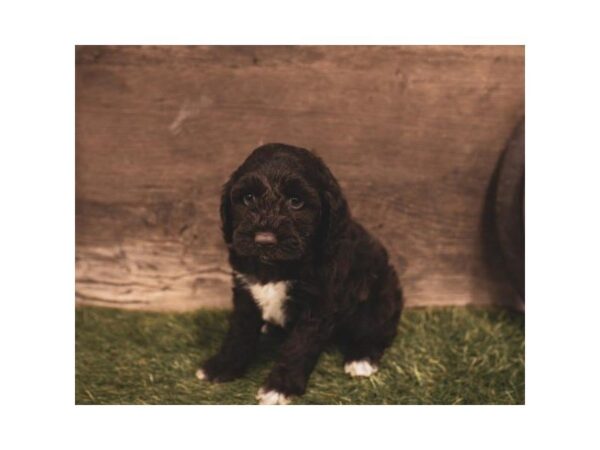 Cockapoo-DOG-Male-Chocolate-25237-Dream Tails Sarasota, Florida