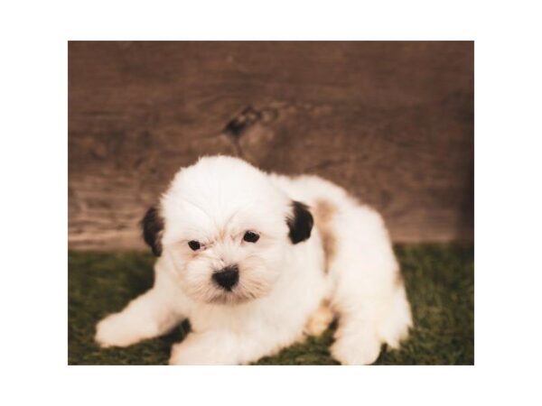 Teddy Bear-DOG-Female-Red-25235-Dream Tails Sarasota, Florida