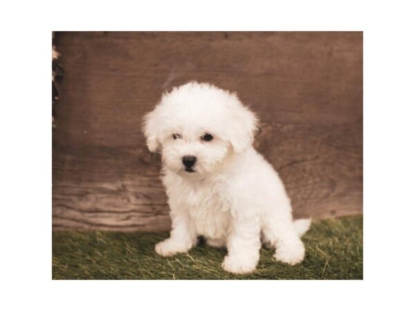 Bichon Frise-DOG-Male-White-25223-Dream Tails Sarasota, Florida