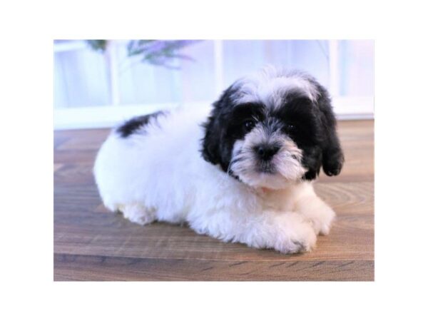 Shihpoo-DOG-Male-Black / White-25240-Dream Tails Sarasota, Florida