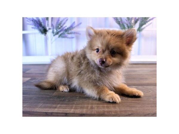 Pomeranian-DOG-Male-Red Sable-25232-Dream Tails Sarasota, Florida