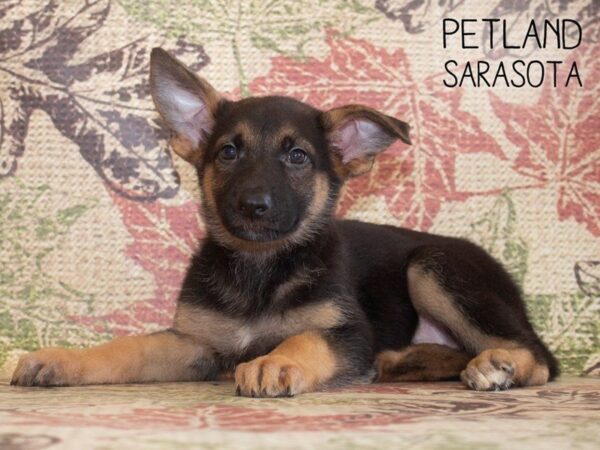 German Shepherd-DOG-Female-Black Tan-25242-Dream Tails Sarasota, Florida