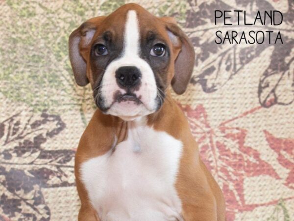 Boxer-DOG-Male-Fawn White-25243-Dream Tails Sarasota, Florida