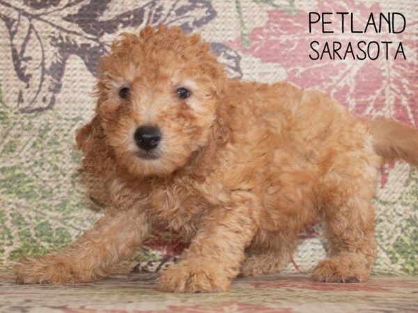 F2 MINI GOLDENDOODLE-DOG-Female-Red-25244-Dream Tails Sarasota, Florida