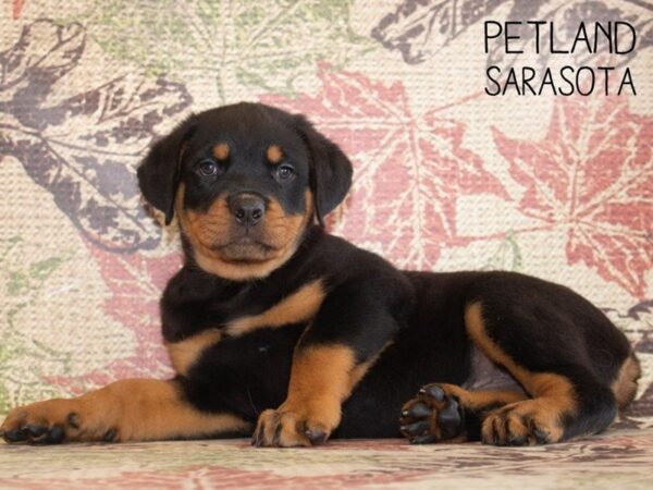 Rottweiler-DOG-Male-Black Tan-25245-Dream Tails Sarasota, Florida