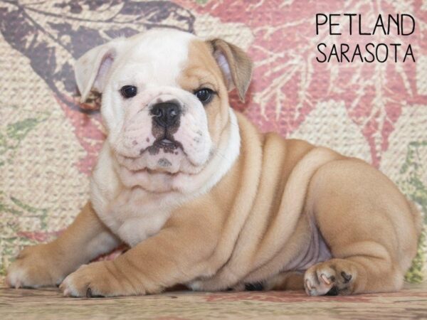 English Bulldog-DOG-Male-FAWN WIHTE-25246-Dream Tails Sarasota, Florida