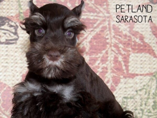 Miniature Schnauzer-DOG-Male-LIVER-25247-Dream Tails Sarasota, Florida