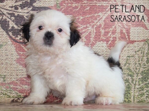 Shih Tzu-DOG-Male-brown white-25248-Dream Tails Sarasota, Florida