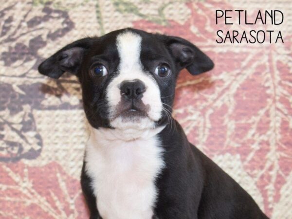 Boston Terrier-DOG-Male-BLK WHITE-25249-Dream Tails Sarasota, Florida