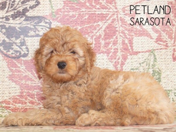 F2 MINI GOLDENDOODLE-DOG-Male-Red-25250-Dream Tails Sarasota, Florida