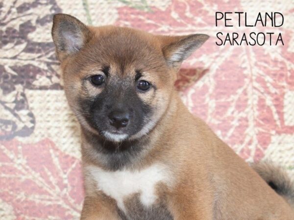 Shiba Inu-DOG-Female-RED-25251-Dream Tails Sarasota, Florida