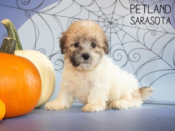 Teddy Bear-DOG-Male-Gold / White-25265-Dream Tails Sarasota, Florida
