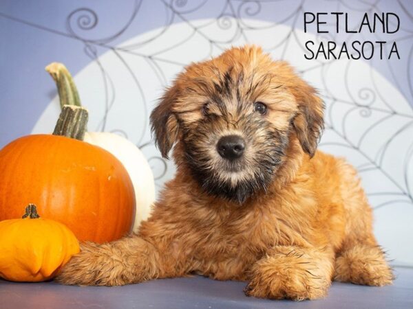 Soft Coated Wheaten Terrier-DOG-Female-Wheaten-25264-Dream Tails Sarasota, Florida