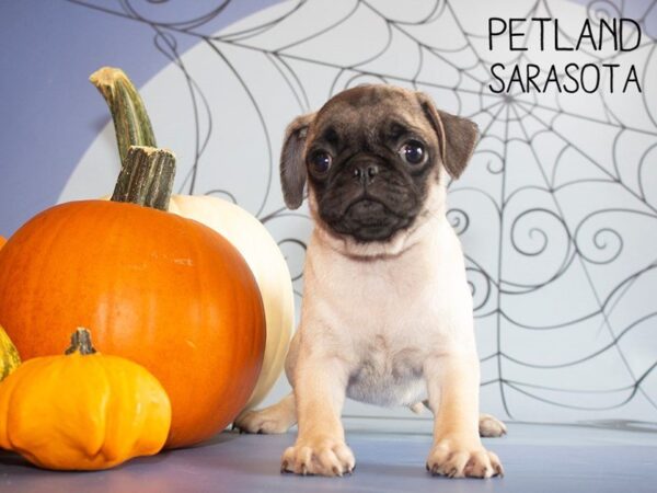 Pug-DOG-Female-Fawn-25263-Dream Tails Sarasota, Florida