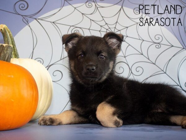 Norwegian Elkhound-DOG-Female-Black / Silver-25262-Dream Tails Sarasota, Florida