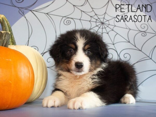 Miniature Aussiedoodle-DOG-Male-Black-25260-Dream Tails Sarasota, Florida