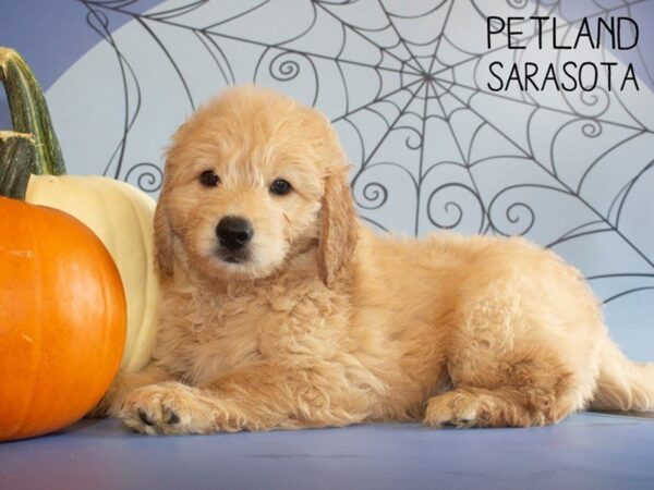 Miniature Goldendoodle-DOG-Male-Golden-25259-Dream Tails Sarasota, Florida