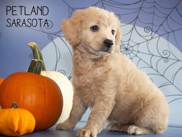 Miniature Goldendoodle-DOG-Female-Golden-25258-Dream Tails Sarasota, Florida