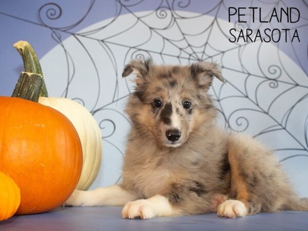 Shetland Sheepdog-DOG-Male-Blue Merle-25257-Dream Tails Sarasota, Florida